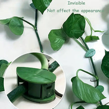 Plant Climbing Wall Clip,Self-Adhesive Vines Support Hooks for Indoor & Outdoor (10 Pcs Set)